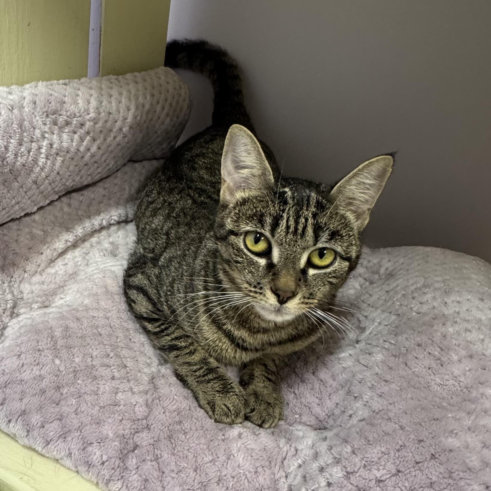 Cookie, ADOPTABLE, Young Female Tiger.