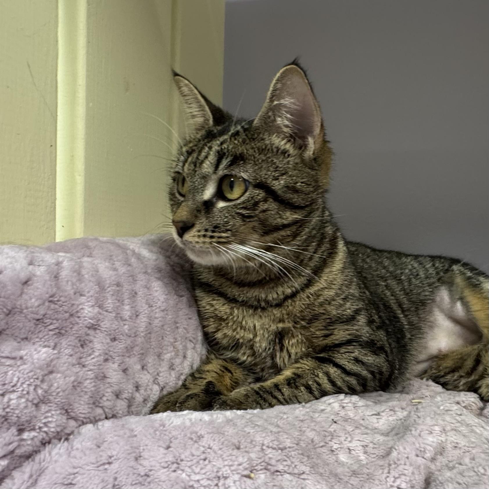 Cookie, a ADOPTABLE Tiger in East Northport, NY image 5/5