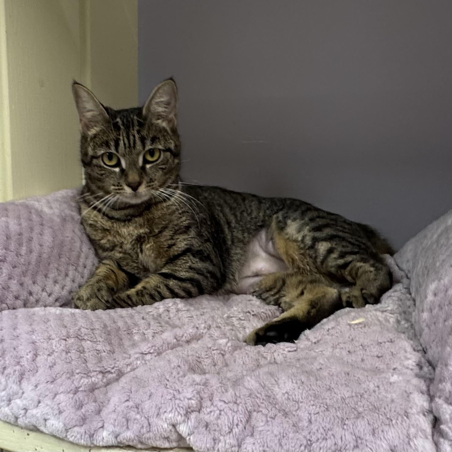 Cookie, a ADOPTABLE Tiger in East Northport, NY image 2/5