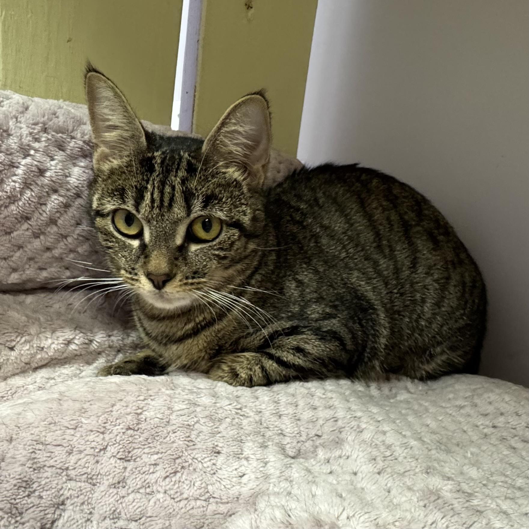 Cookie, a ADOPTABLE Tiger in East Northport, NY image 4/5