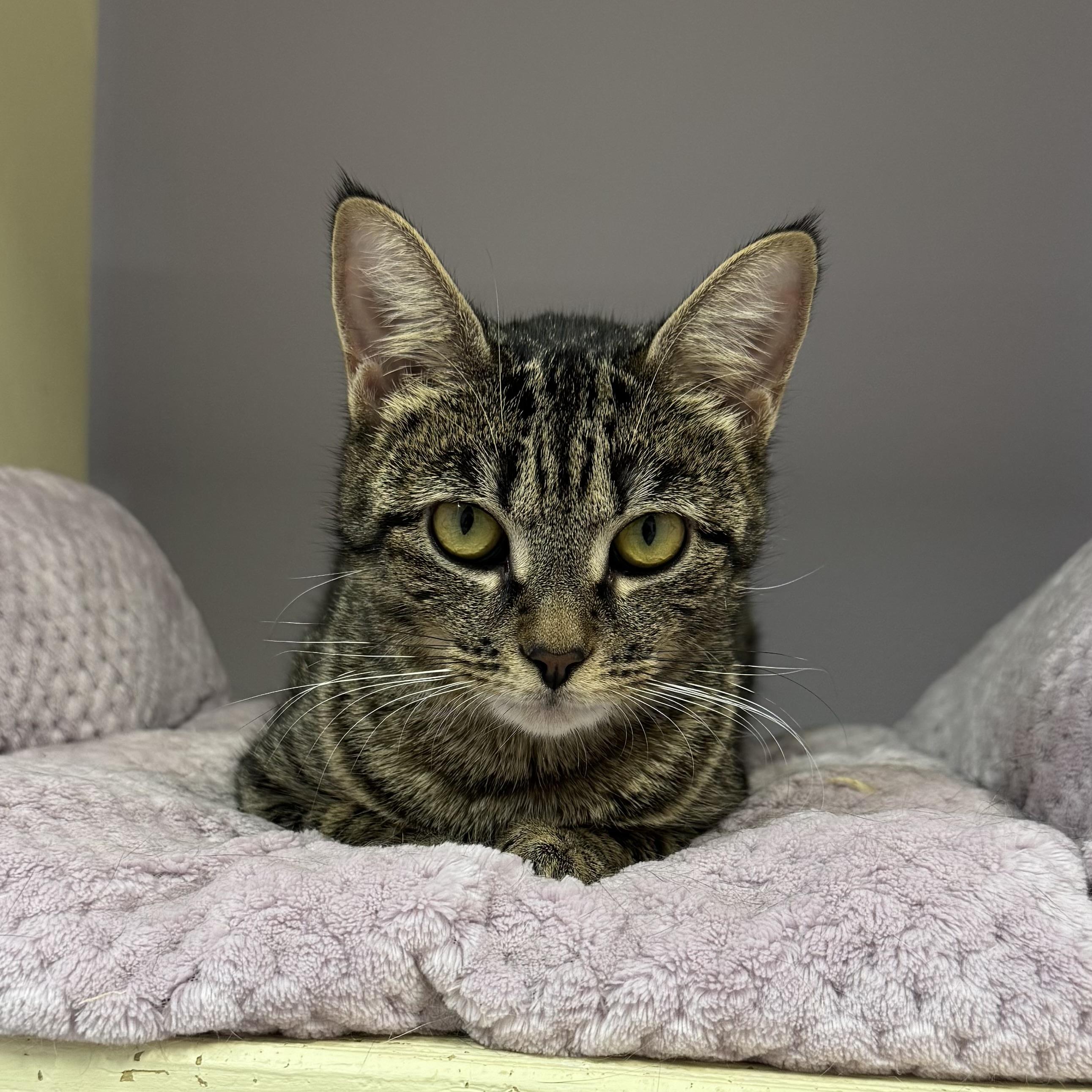 Cookie, a ADOPTABLE Tiger in East Northport, NY image 3/5