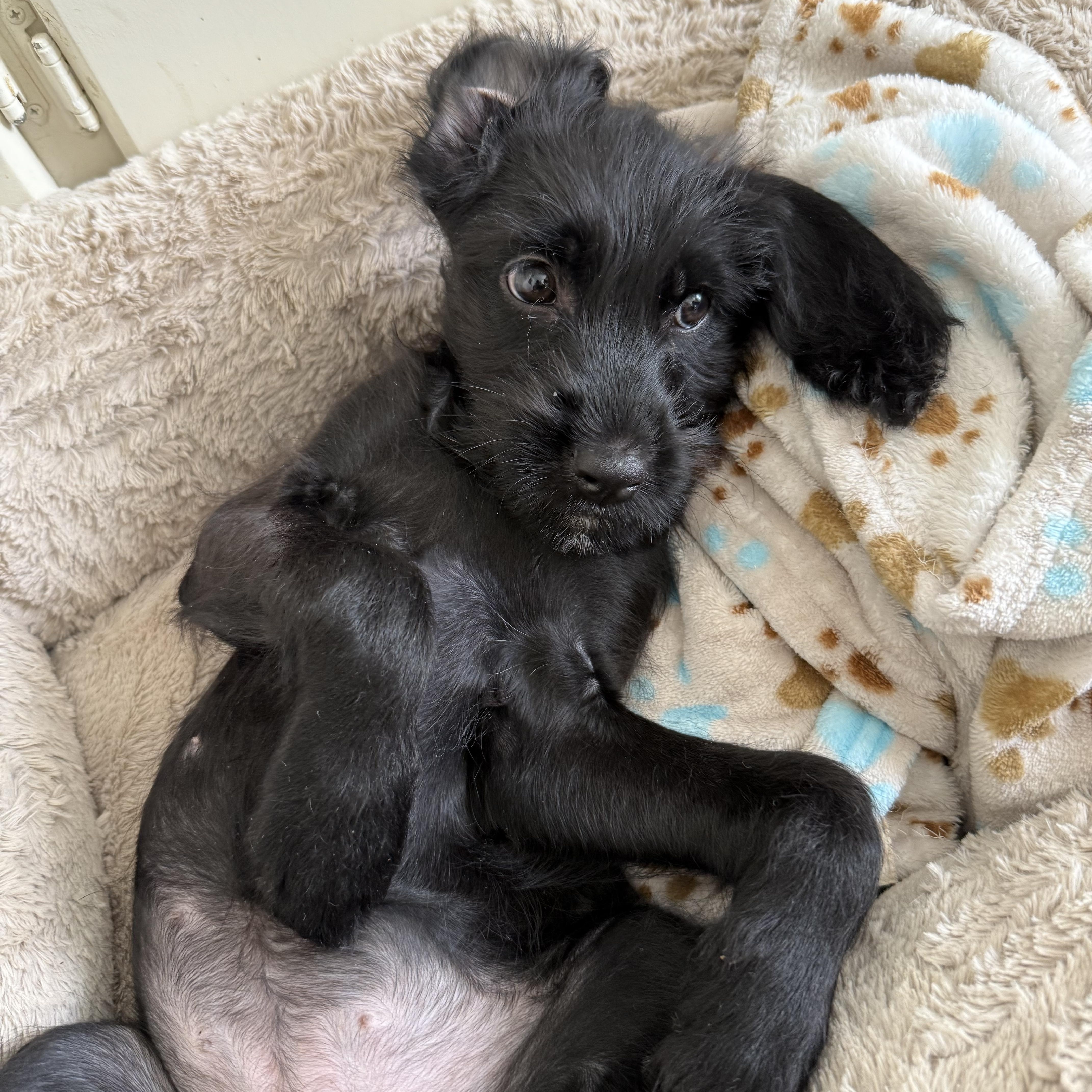 Enlarge Blanche, a Adoptable mixed breed in Burbank, CA image 1/2