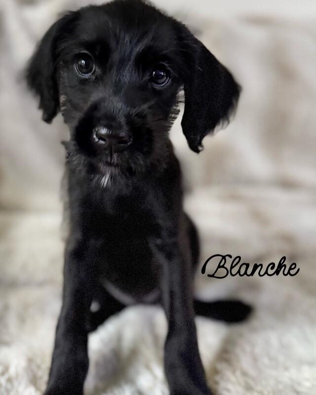 Enlarge Blanche, a Adoptable mixed breed in Burbank, CA image 2/2