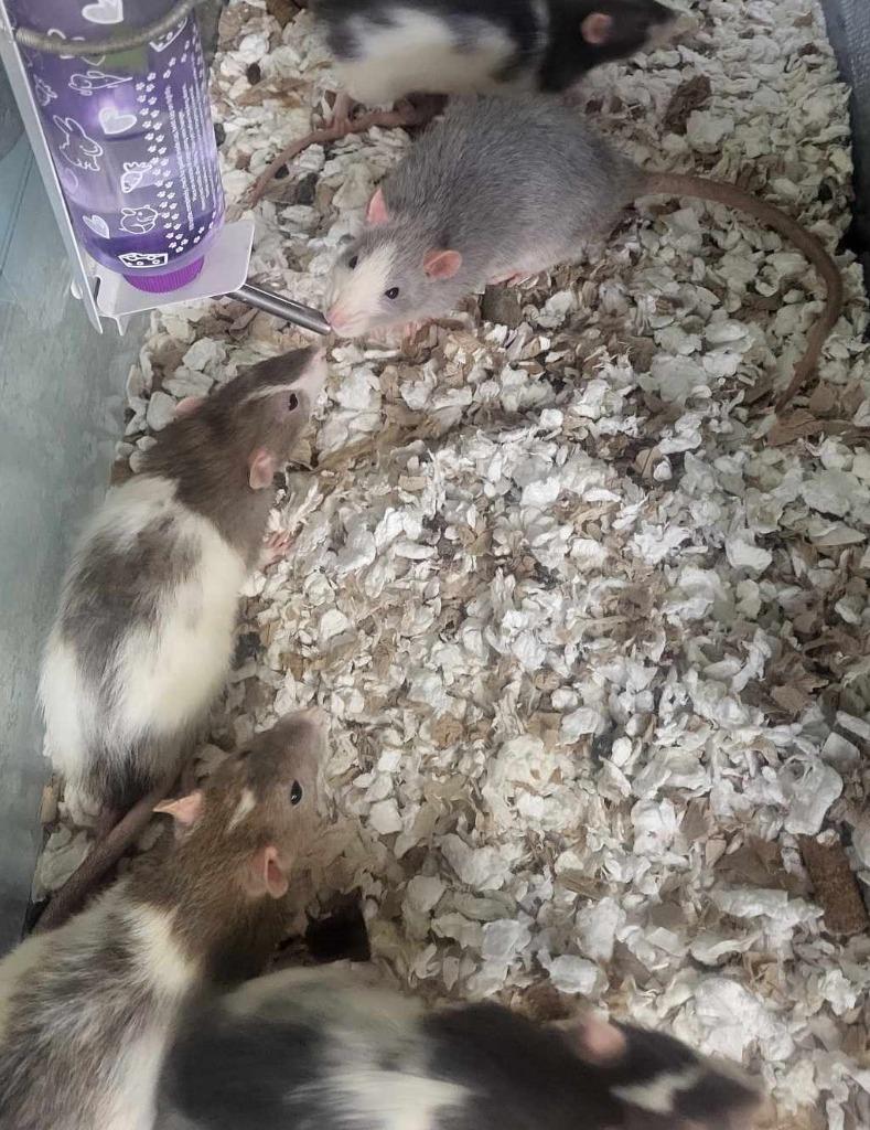 Pinkie Pie, a Adoptable Rat in CRYSTAL LAKE, IL image 1/5