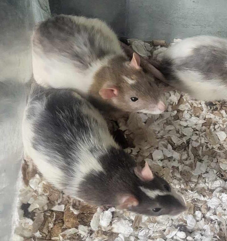 Enlarge Pinkie Pie, a Adoptable Rat in CRYSTAL LAKE, IL image 1/5