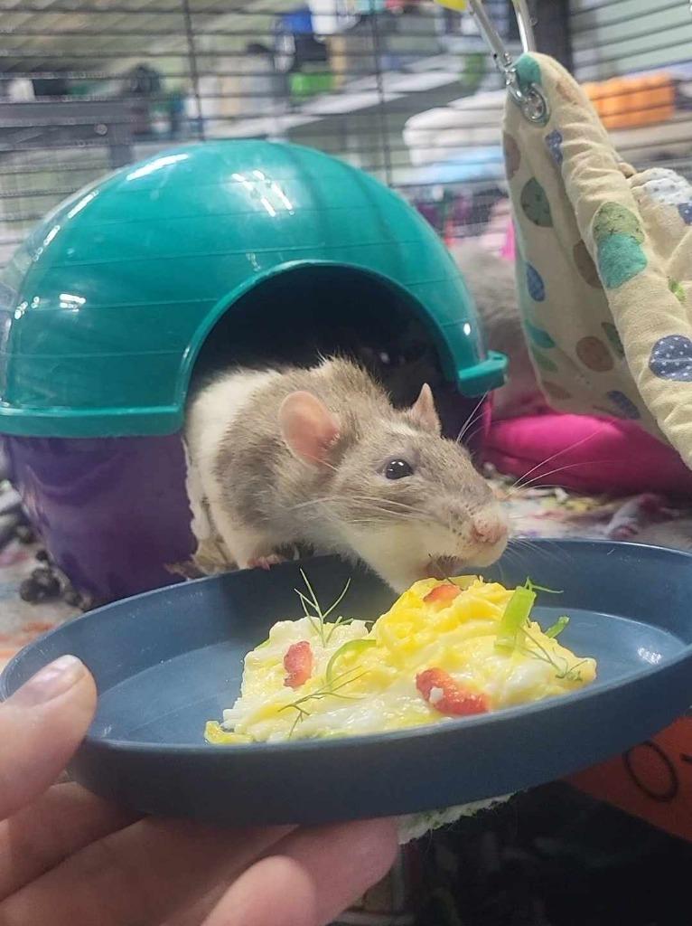 Enlarge Pinkie Pie, a Adoptable Rat in CRYSTAL LAKE, IL image 4/5