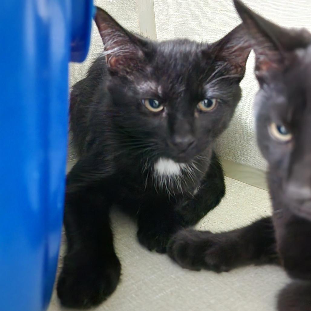 Raven, a Adoptable Domestic Short Hair in Monroe, MI image 1/2