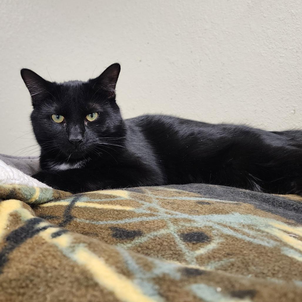 Raven, a Adoptable Domestic Short Hair in Monroe, MI image 2/2