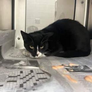Enlarge Bobert - WORKING CAT PROGRAM, a Adoptable Domestic Short Hair in Union, MO image 1/1