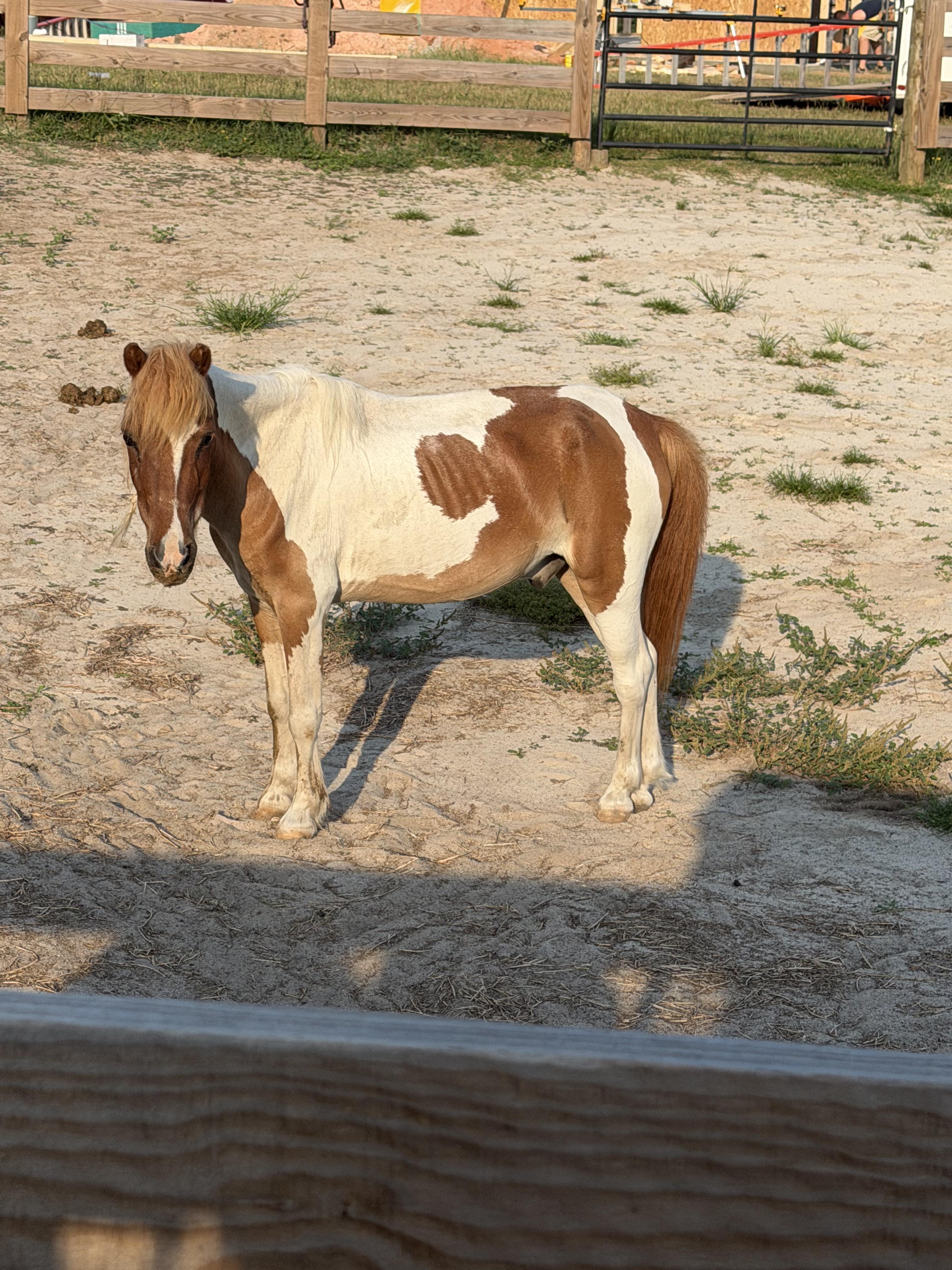 Enlarge Whisper, a Adoptable Miniature Horse in Aiken, SC image 1/1