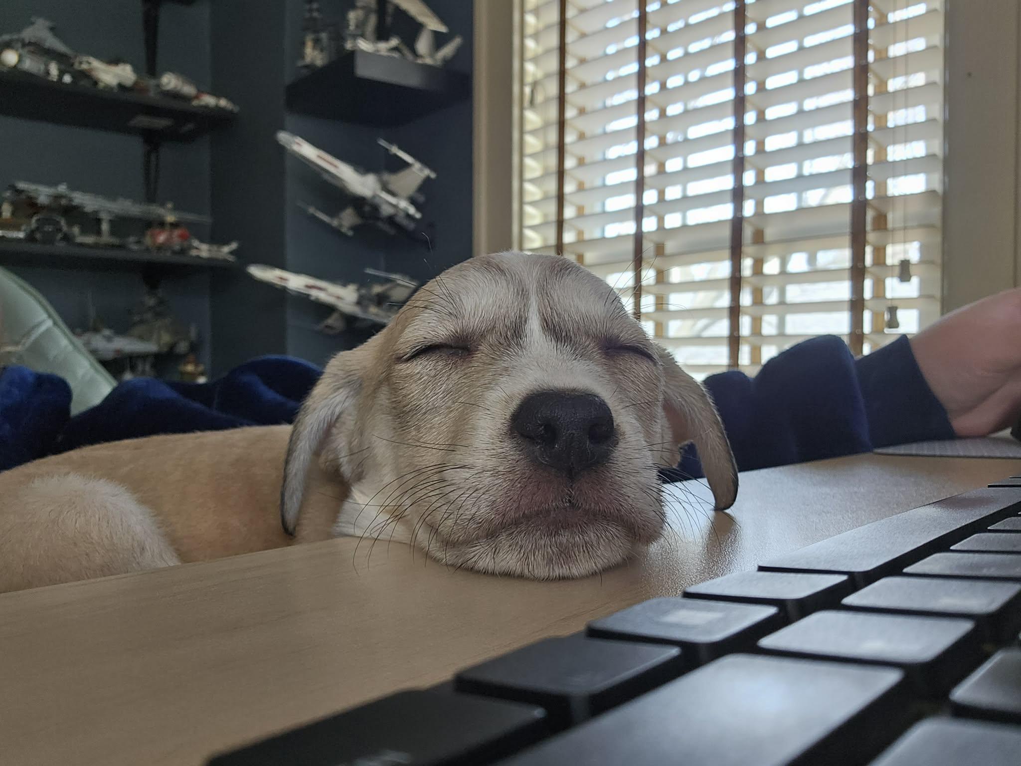 Aries the Heeler Mix puppy, a Adoptable mixed breed in Muskego, WI image 4/4