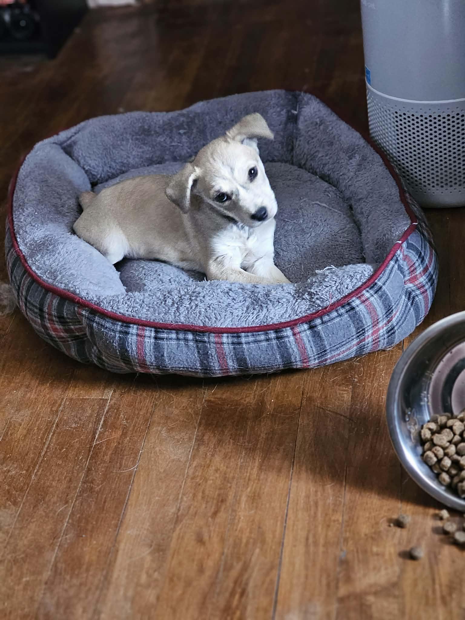 Aries the Heeler Mix puppy, a Adoptable mixed breed in Muskego, WI image 3/4