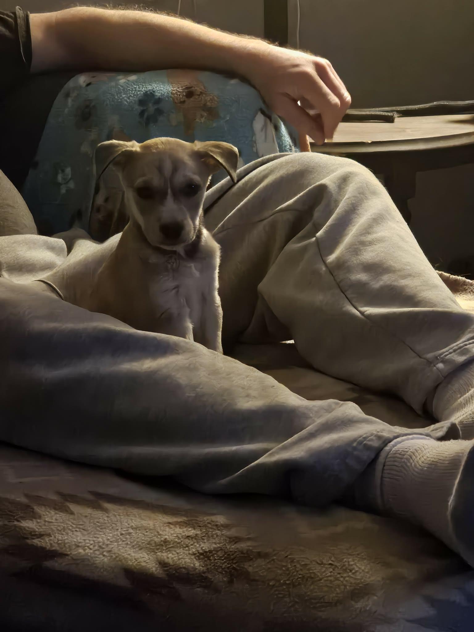 Aries the Heeler Mix puppy, a Adoptable mixed breed in Muskego, WI image 2/4