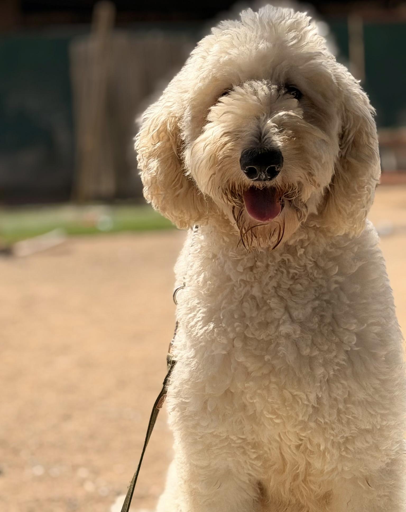 Enlarge Moose, a Adoptable Labradoodle in Santa Barbara, CA image 2/4