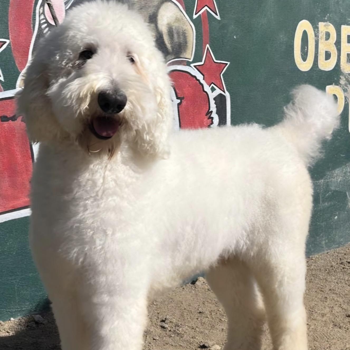 Enlarge Moose, a Adoptable Labradoodle in Santa Barbara, CA image 1/4