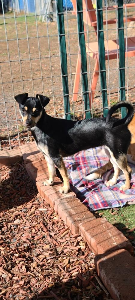 Enlarge Skye, a Adoptable mixed breed in Santa Rosa, CA image 2/6