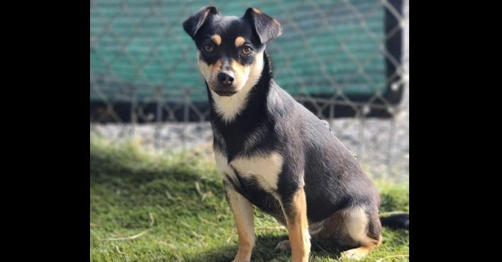 Enlarge Skye, a Adoptable mixed breed in Santa Rosa, CA image 2/6