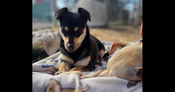 Enlarge Skye, a Adoptable mixed breed in Santa Rosa, CA image 3/6