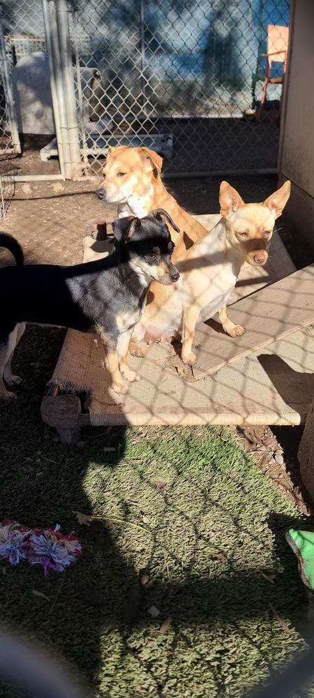 Enlarge Skye, a Adoptable mixed breed in Santa Rosa, CA image 5/6