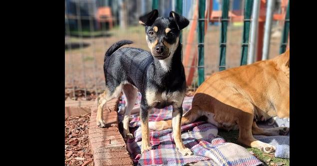 Enlarge Skye, a Adoptable mixed breed in Santa Rosa, CA image 6/6