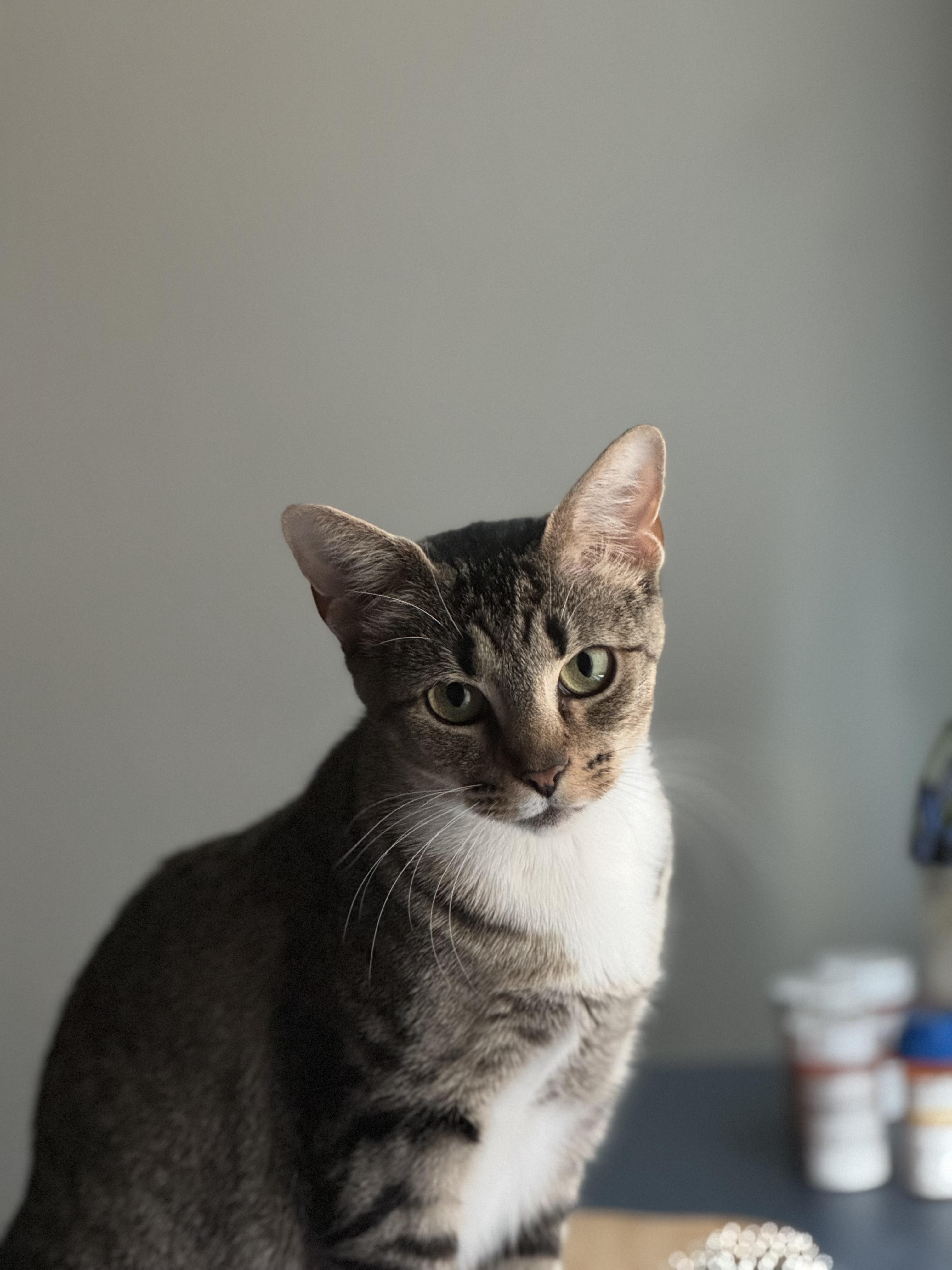 Enlarge Aurora - REDUCED ADOPTION FEE , an adopted Domestic Short Hair in Columbia, MD image 2/4