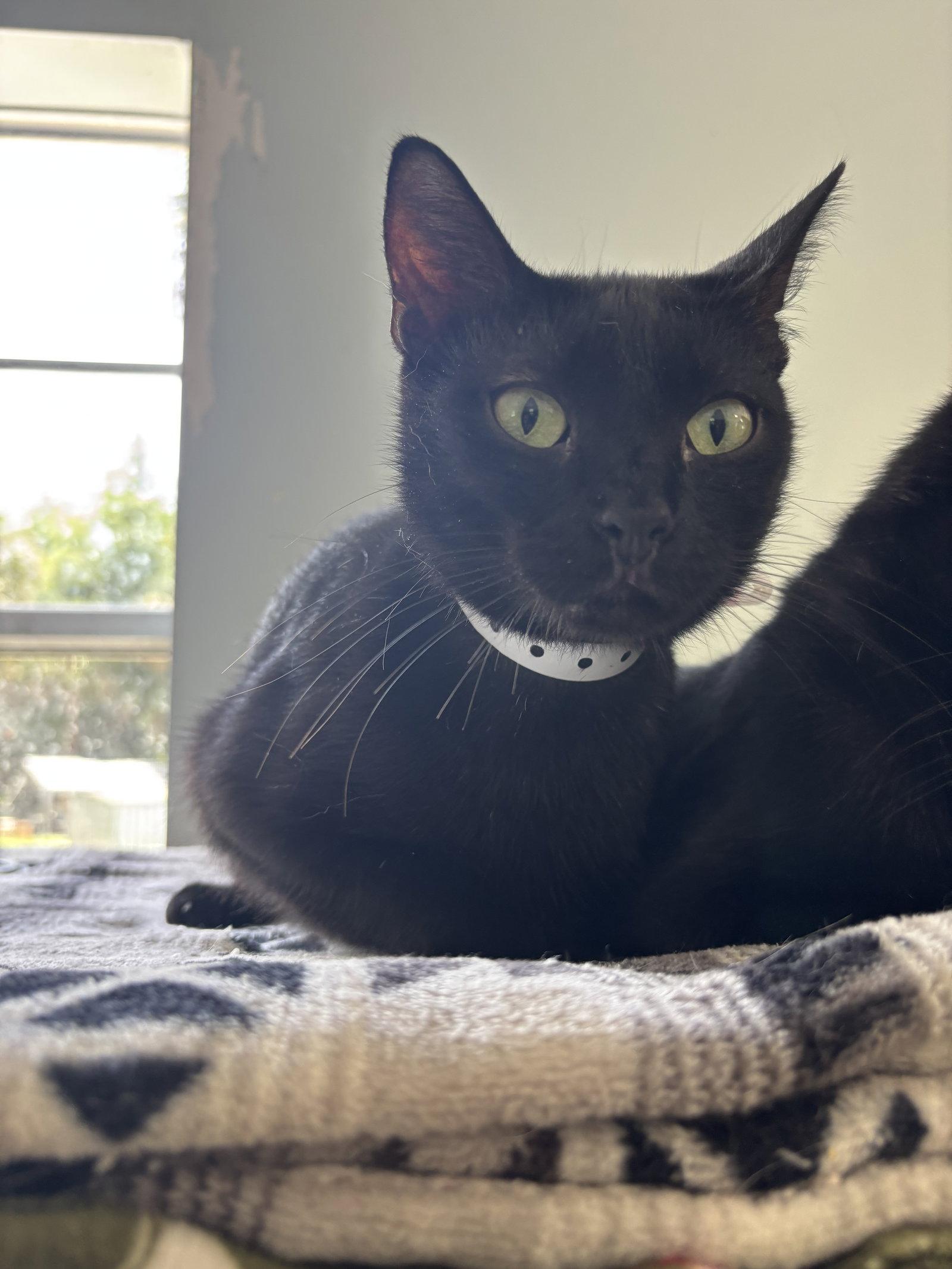 Sammie, Adopted, Young Female Domestic Short Hair.