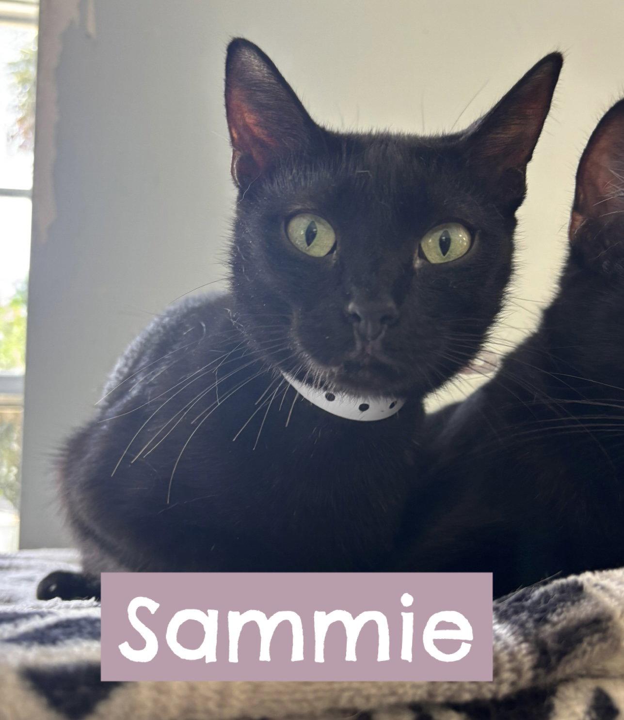 Sammie, a Adopted Domestic Short Hair in Naples, FL image 2/2