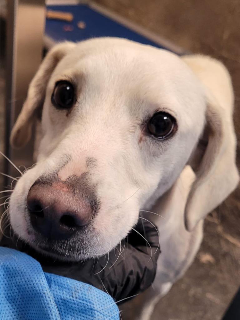 Sam, Adoptable, Adult Male Jack Russell Terrier.