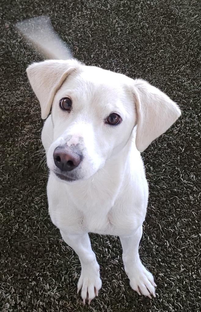 Enlarge Sam, a Adoptable mixed breed in Midland, TX image 2/2