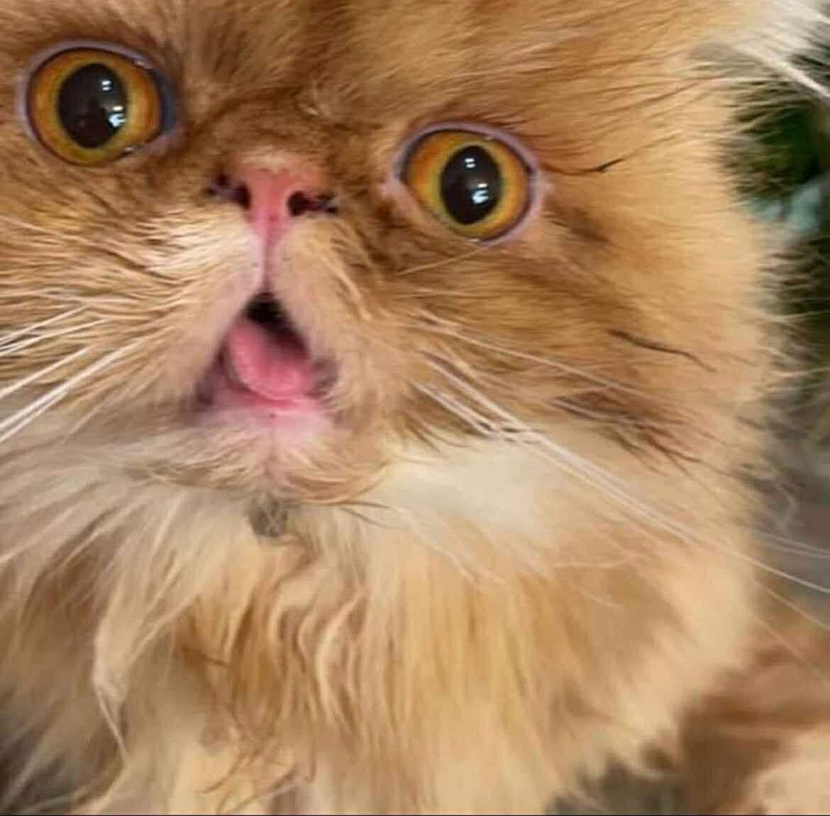 BONDED PAIR: Nacho and Willow, Adopted, Senior Female Persian.