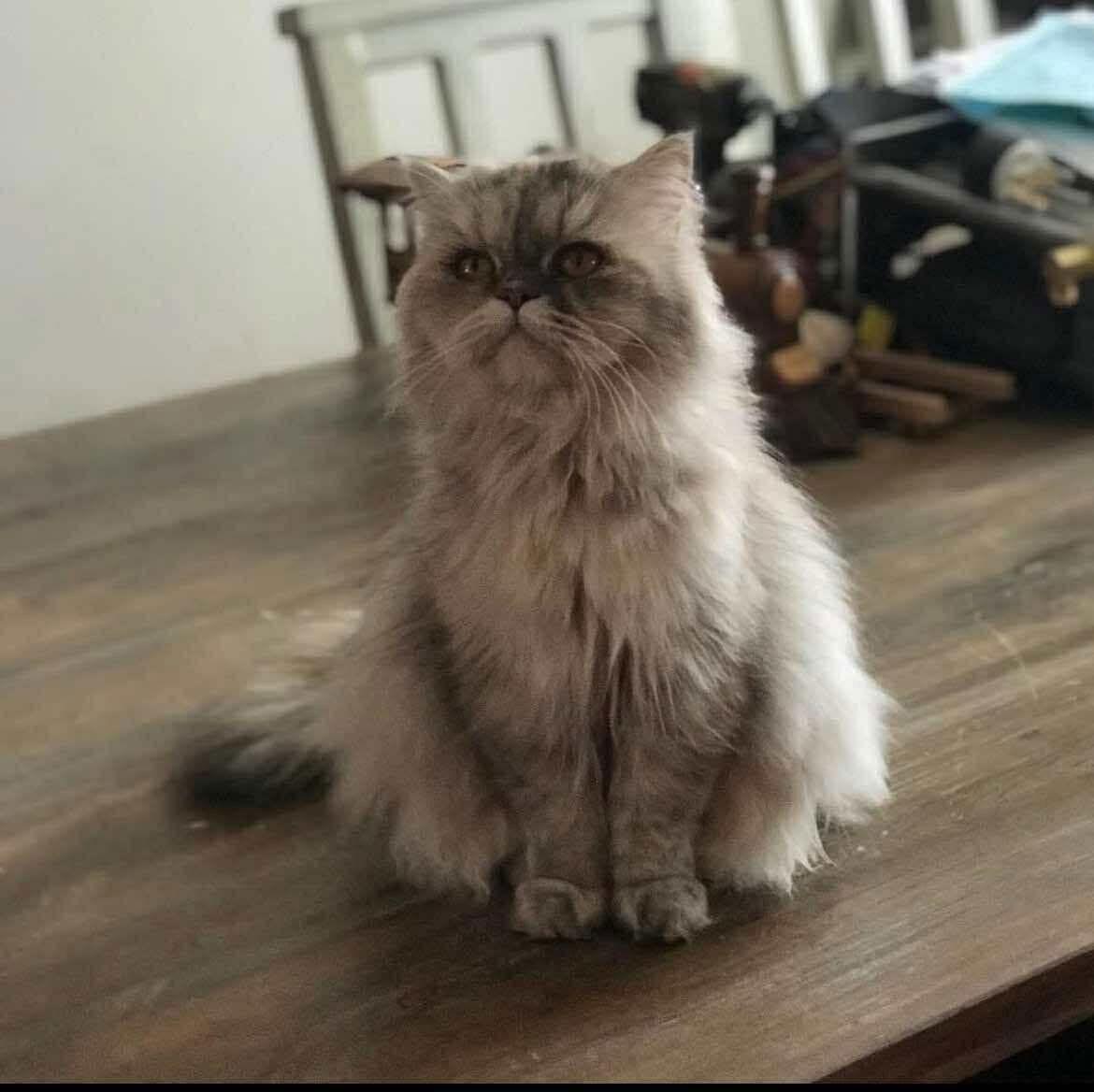 Enlarge BONDED PAIR: Nacho and Willow, a Adopted Persian in Naples, FL image 2/3