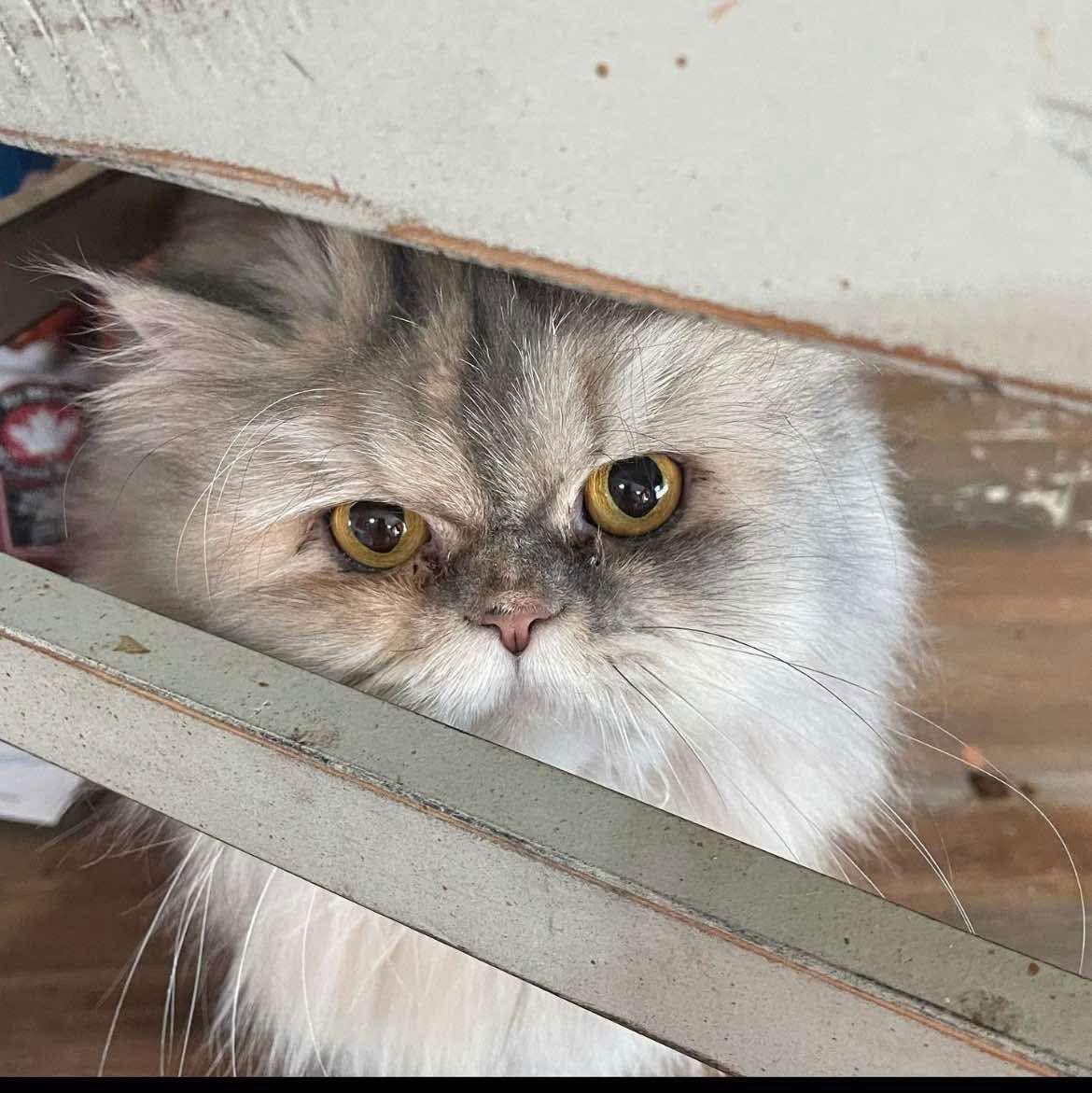 Enlarge BONDED PAIR: Nacho and Willow, a Adopted Persian in Naples, FL image 3/3
