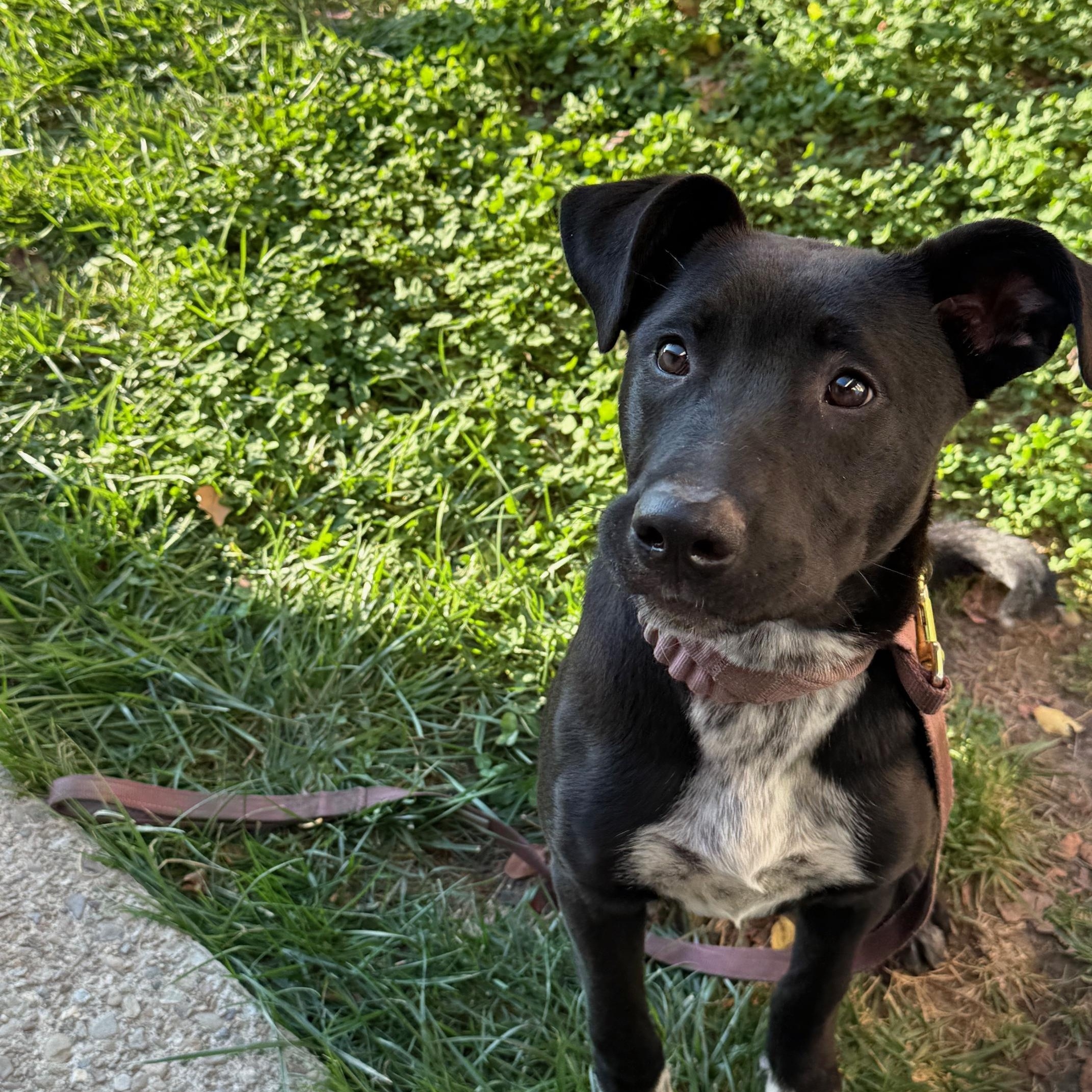 Sammy, an adopted mixed breed in Tracy, CA image 6/6