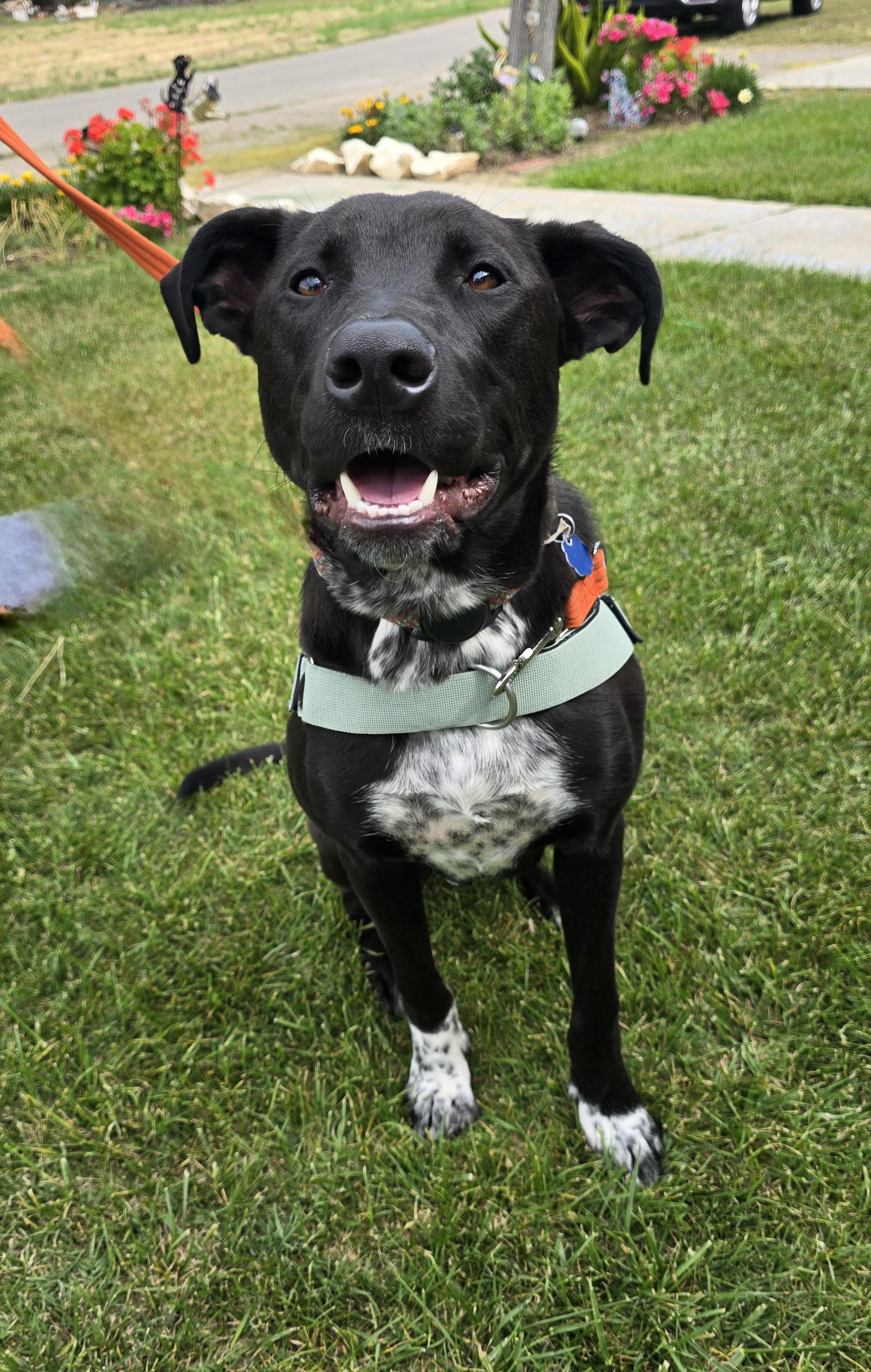 Sammy, adopted, Young Female Black Labrador Retriever.