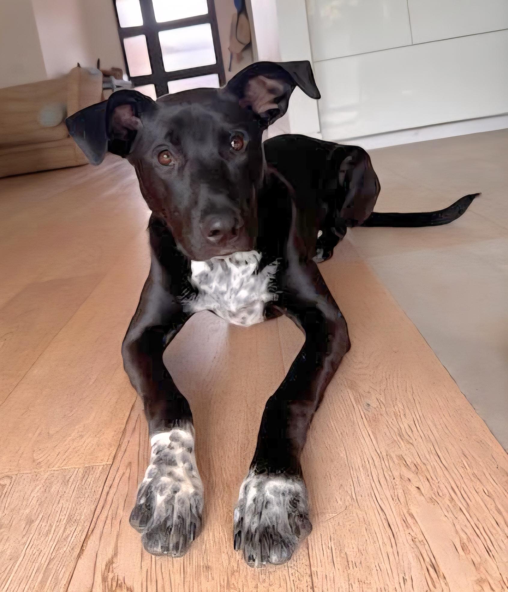 Sammy, an adopted mixed breed in Tracy, CA image 4/6