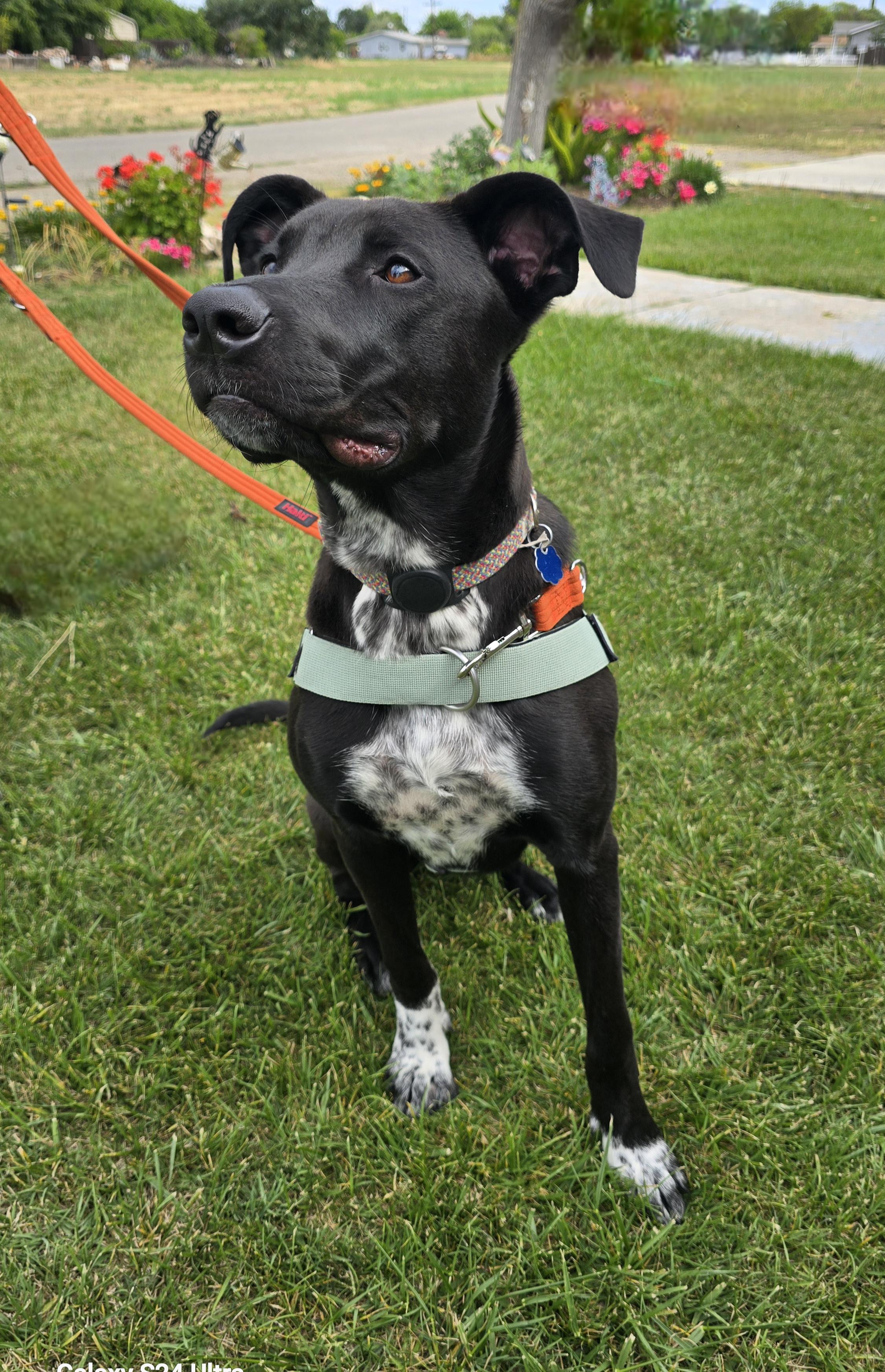 Sammy, an adopted mixed breed in Tracy, CA image 3/6