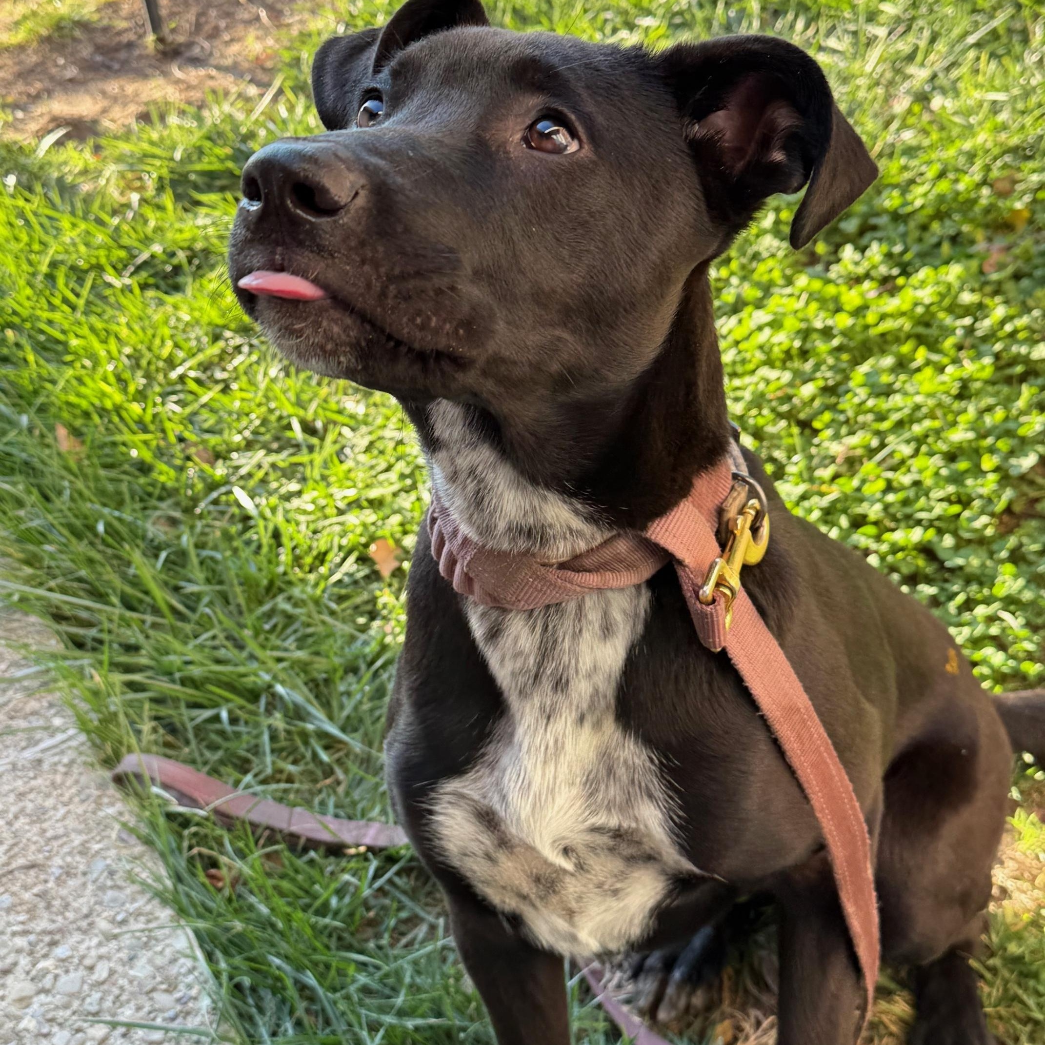 Sammy, an adopted mixed breed in Tracy, CA image 2/6
