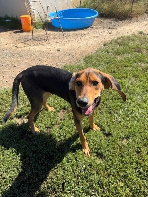 Lumi, Adoptable, Adult Female Hound.