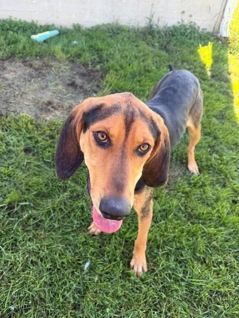 Enlarge Lumi, a Adoptable mixed breed in Augusta, WV image 4/4