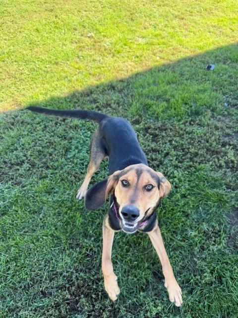 Enlarge Lumi, a Adoptable mixed breed in Augusta, WV image 2/4