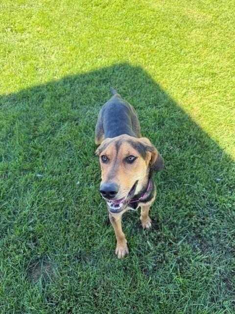 Enlarge Lumi, a Adoptable mixed breed in Augusta, WV image 3/4