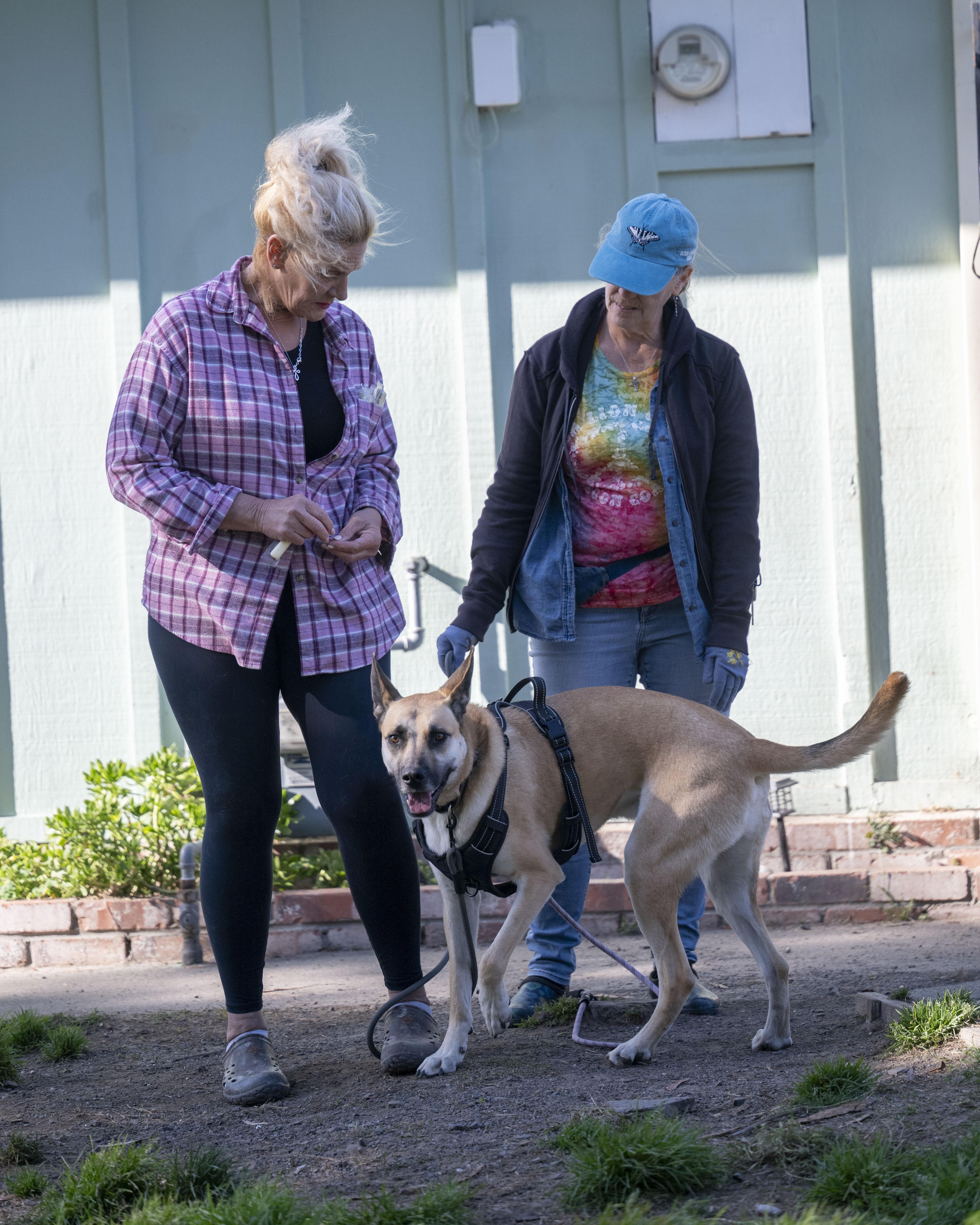 Enlarge Buster, a ADOPTABLE German Shepherd Dog in Petaluma, CA image 5/5