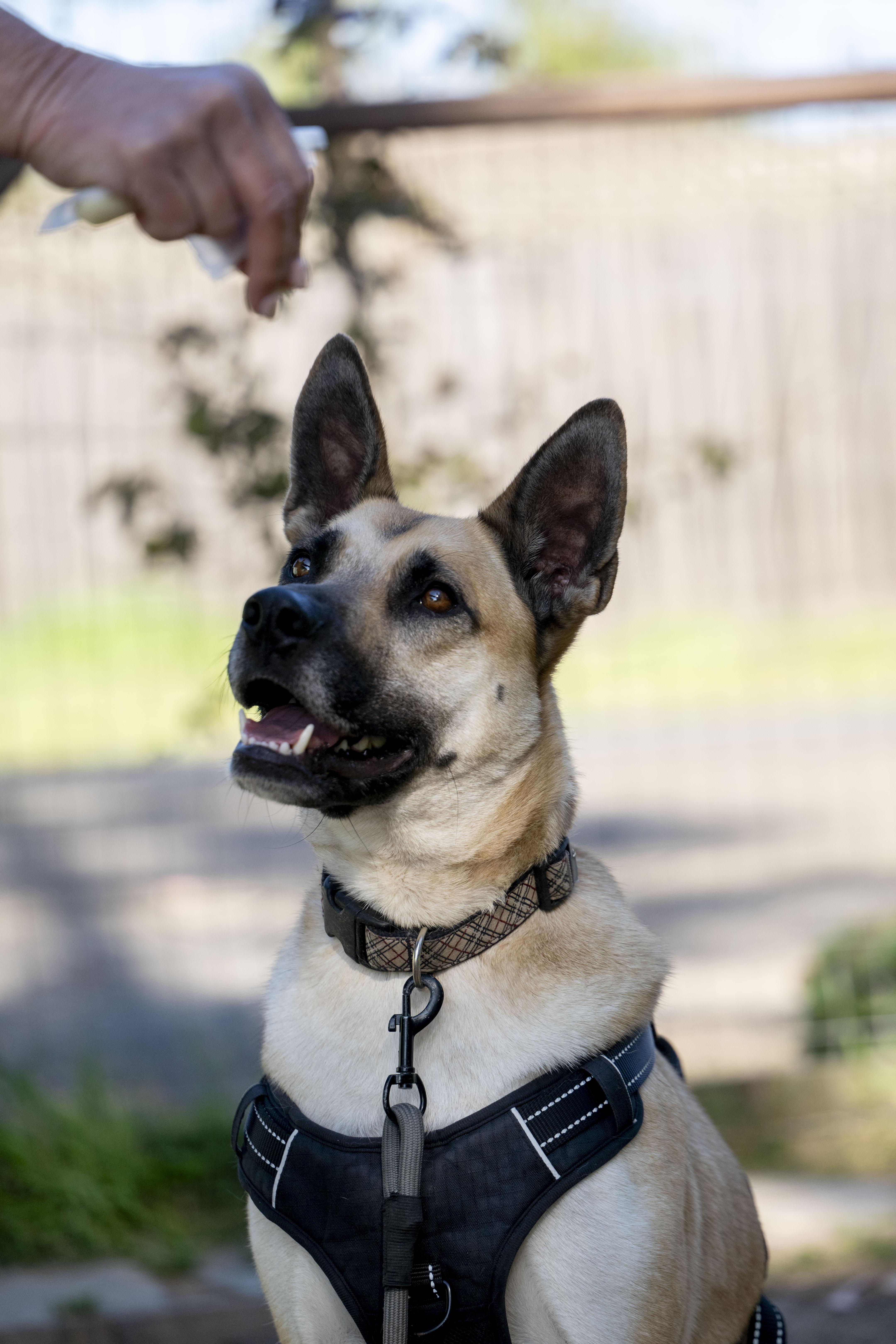 Enlarge Buster, a ADOPTABLE German Shepherd Dog in Petaluma, CA image 2/5