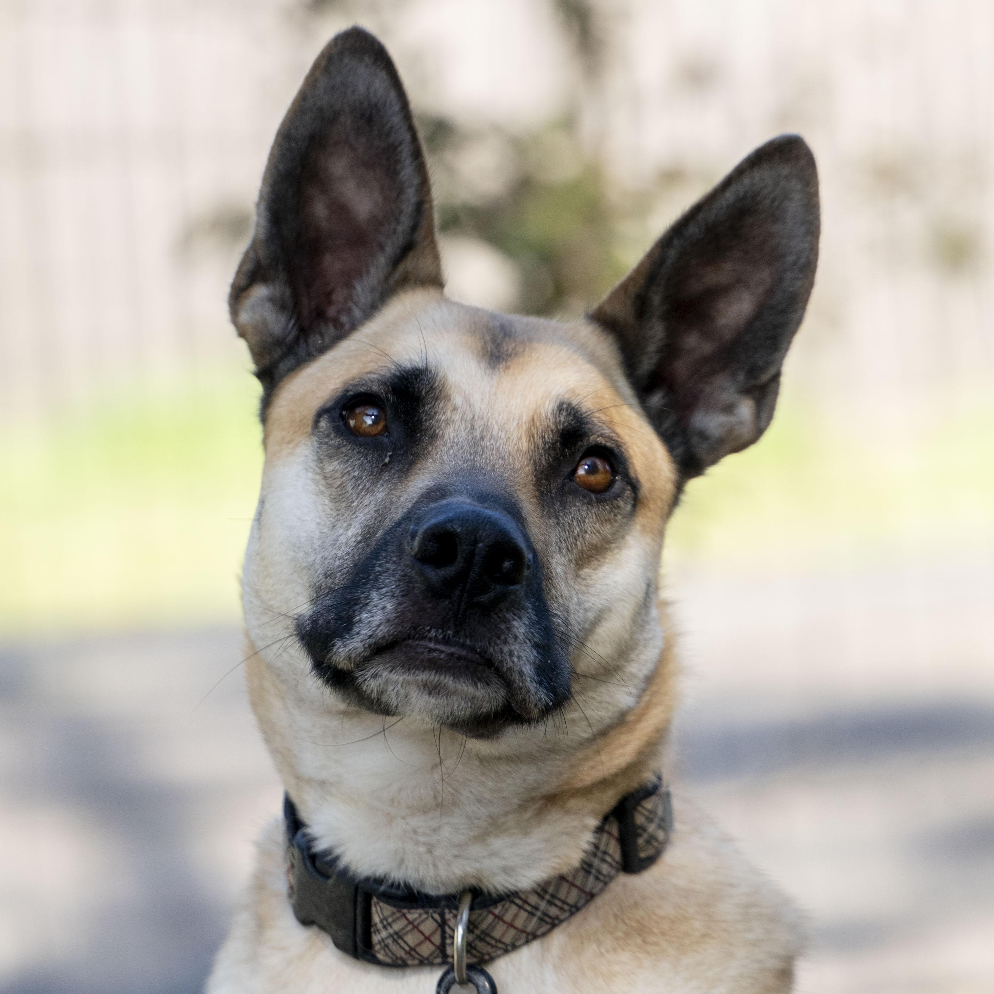 Enlarge Buster, a ADOPTABLE German Shepherd Dog in Petaluma, CA image 1/5