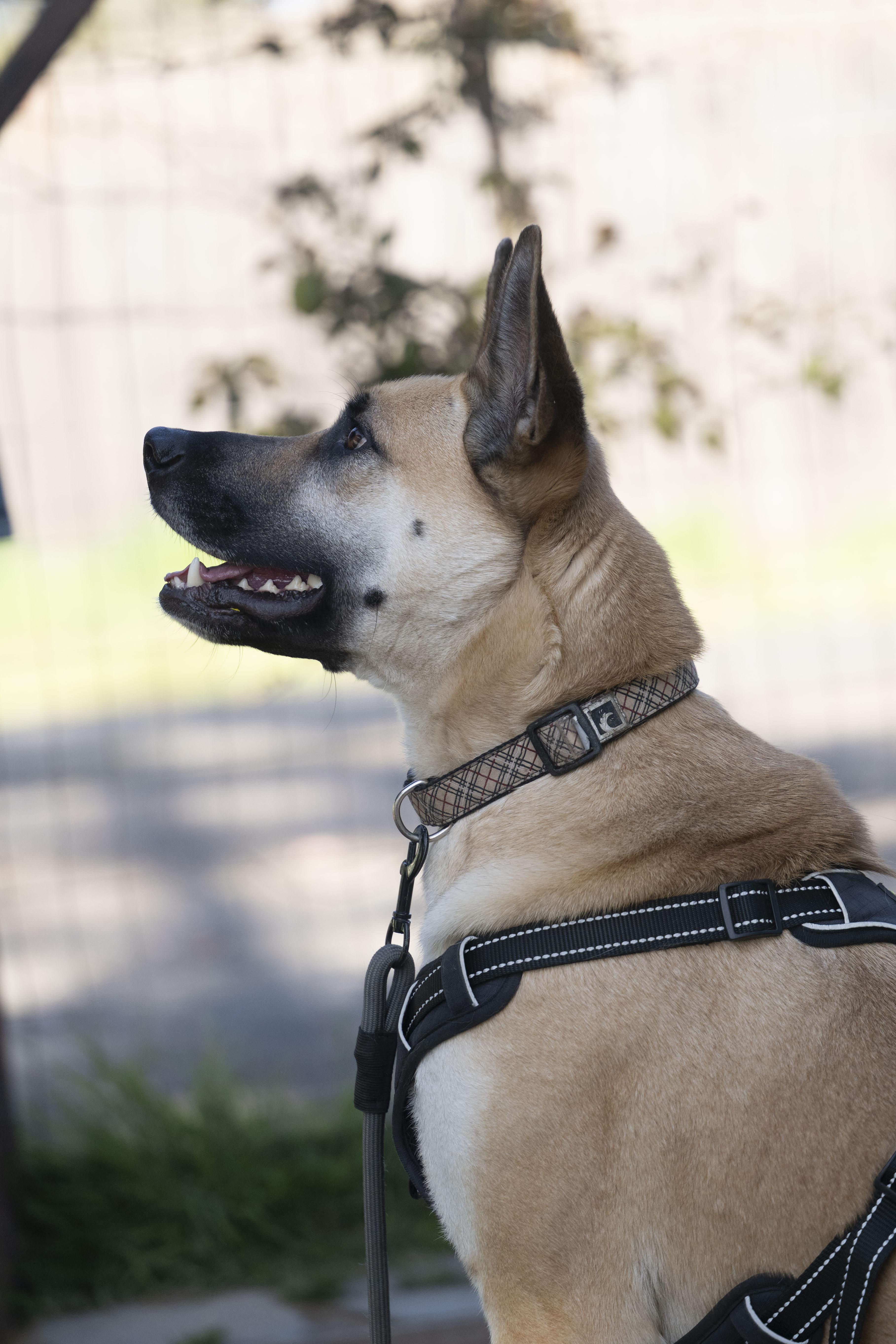 Enlarge Buster, a ADOPTABLE German Shepherd Dog in Petaluma, CA image 4/5