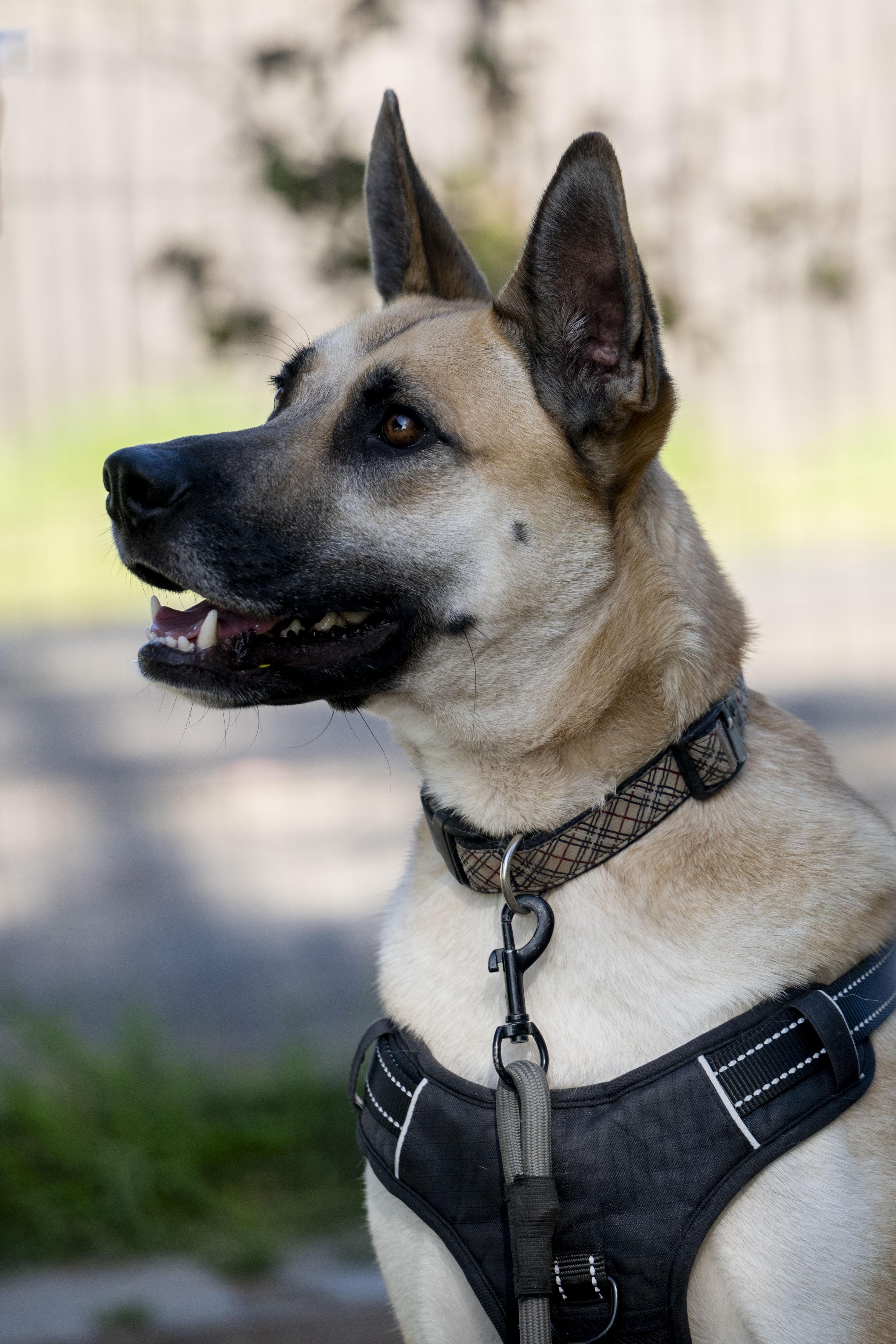 Enlarge Buster, a ADOPTABLE German Shepherd Dog in Petaluma, CA image 3/5