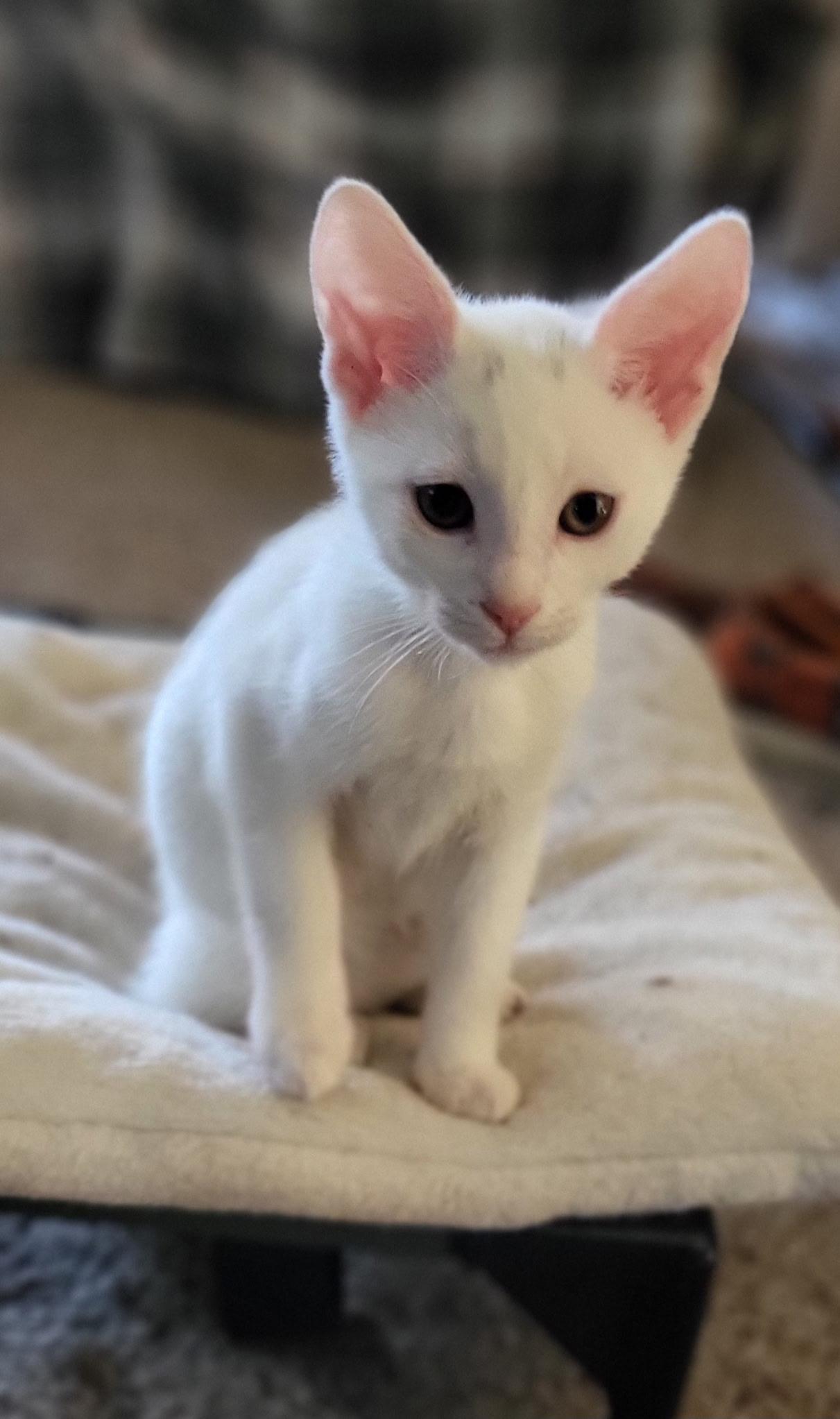 Enlarge Aspen , an adopted Domestic Short Hair in Loogootee, IN image 1/1