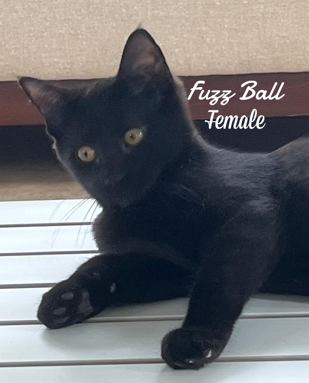 Fuzz Ball, Adopted, Kitten Female Domestic Short Hair.