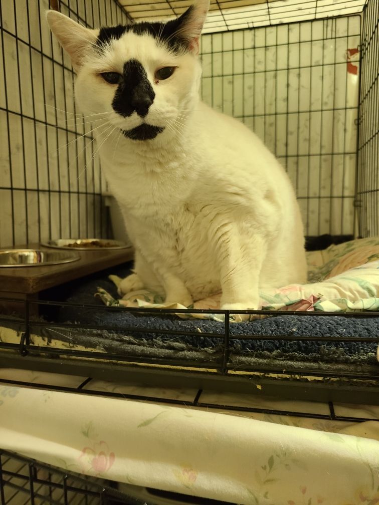 Ella, Adopted, Senior Female Domestic Short Hair.