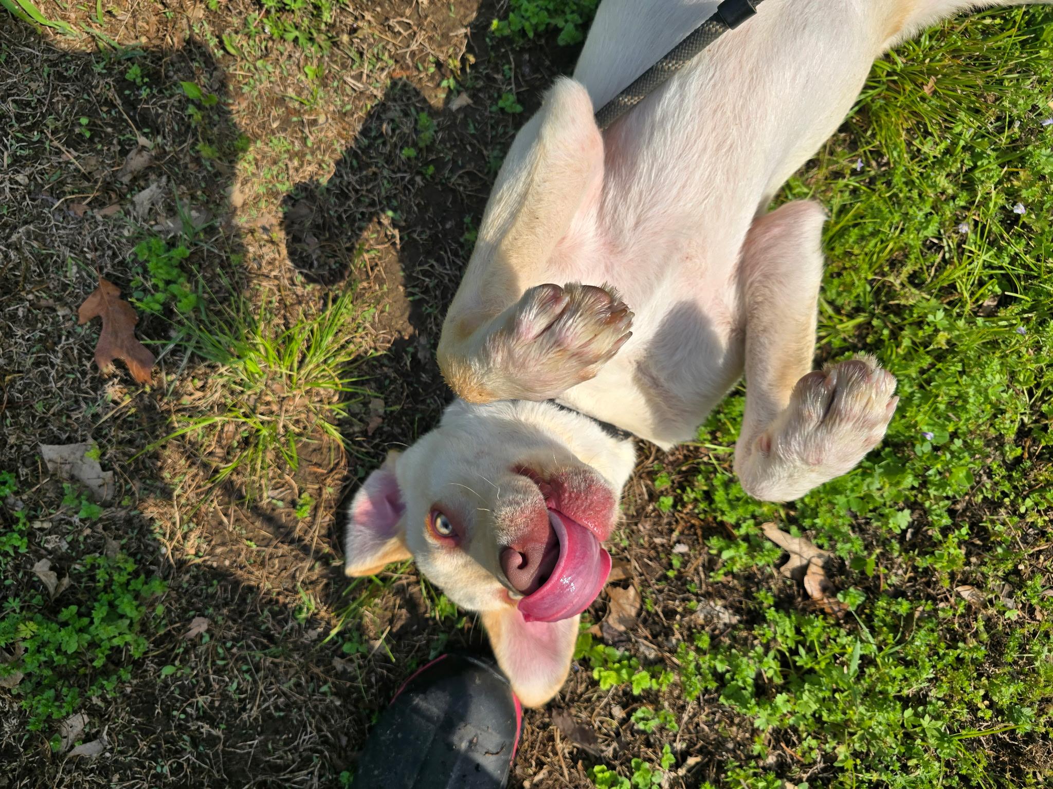 Parker, Young Male Yellow Labrador Retriever